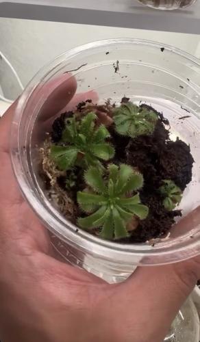 Drosera Aliciae