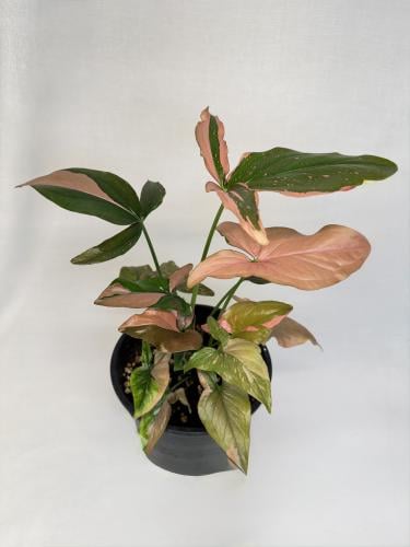 syngonium orm nagpum variegated - سينجونيوم اورم ن...