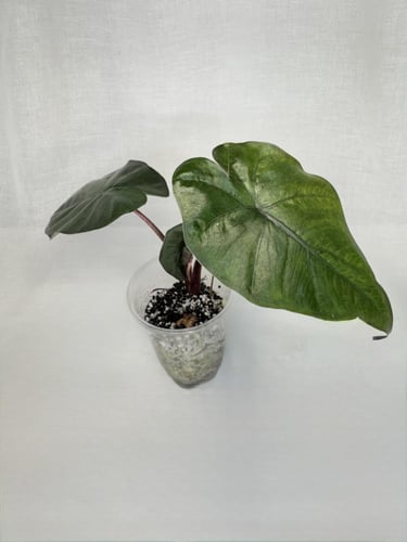 Alocasia Yucatan Princess - ألوكاسيا الأميرة يوكات...
