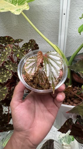 Begonia Julau
