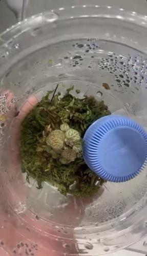 ‏Saxifraga stolonifera