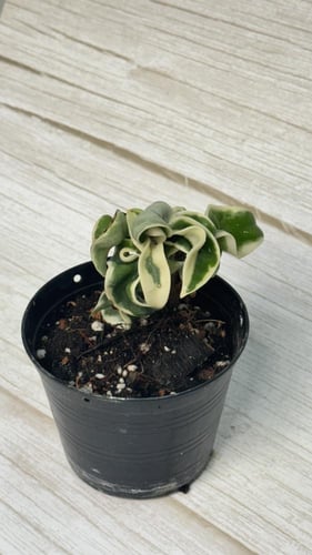 هويا كومباكتا فرقيتد- Hoya compacta var