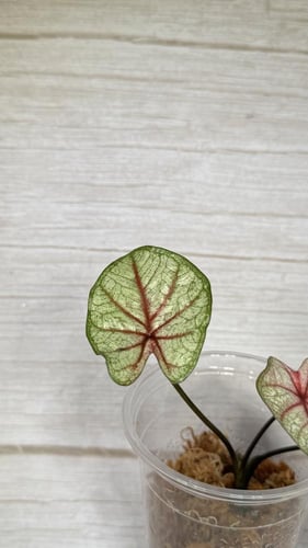 كلاديوم وايت كوين - Caladium white queen