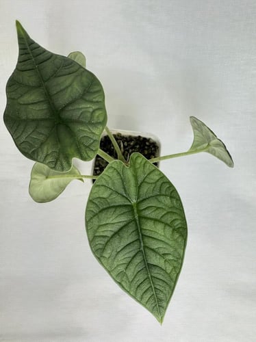 Alocasia Melo - الوكاسيا ميلو