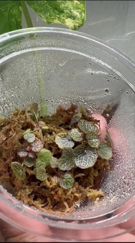 ‏Saxifraga stolonifera – ساكسيفراجا ستولونيفيرا