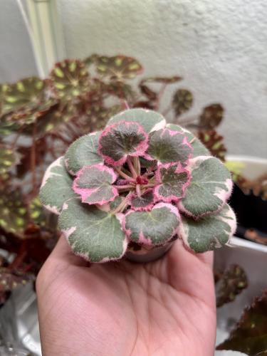 ساكسيفراجا ستولونيفيرا - Saxifraga stolonifera