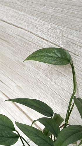 Epipremnum pinnatum Cebu Blue - ابيبريمنيوم سيبو ب...