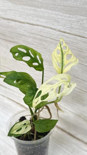 مونستيرا مونكي ماسك البو- Monstera Monkey's mask A...