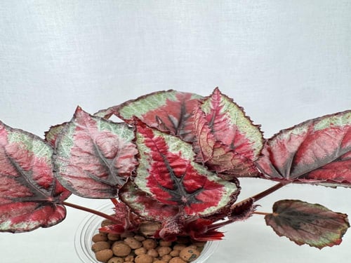begonia red tango - بيغونيا ريد تانغو