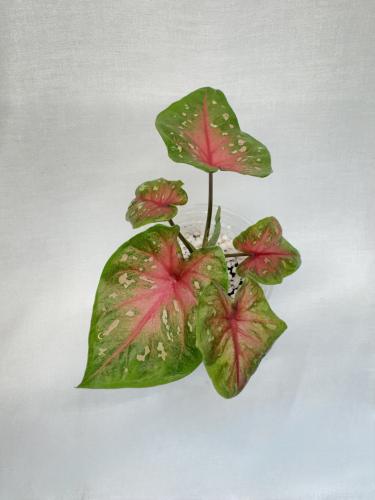 Caladium Rosebud - كالاديوم روزبود