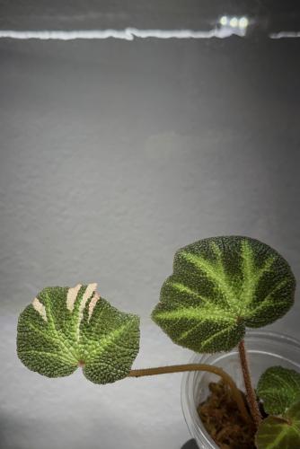 Begonia Soli Mutata Pink Variegated بيغونيا سولي م...
