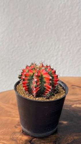 صبار الجمينوكلسيوم (بألوان متعددة) - CACTUS Gymnoc...