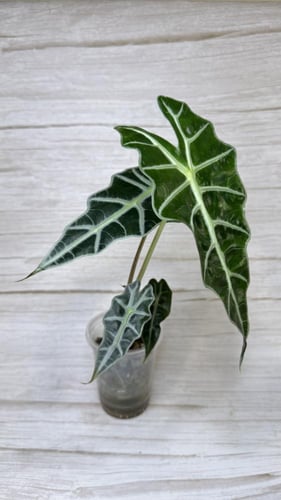 Alocasia Amazonica - ألوكاسيا أمازونيكا