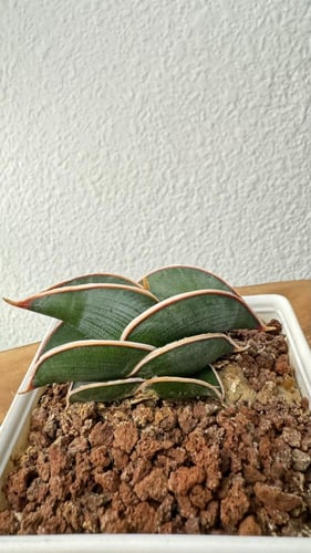 سانسيفيريا ساموراي - Sansevieria Samurai