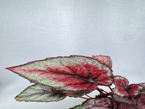begonia red tango - بيغونيا ريد تانغو