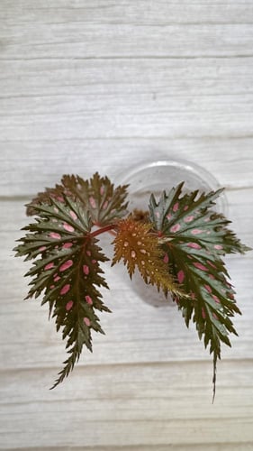 بيغونيا بابوا- Begonia papua