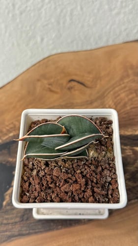 سانسيفيريا ساموراي - Sansevieria Samurai