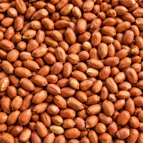 Small Indian red beans, 15 kg (Sudanese)