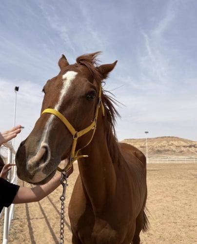 تجربة ركوب الخيل البيئية