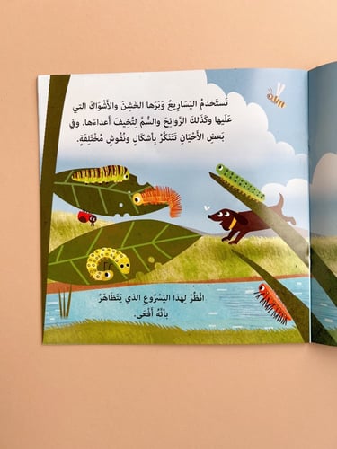 دورة حياة الفراشات