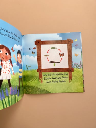 دورة حياة الفراشات