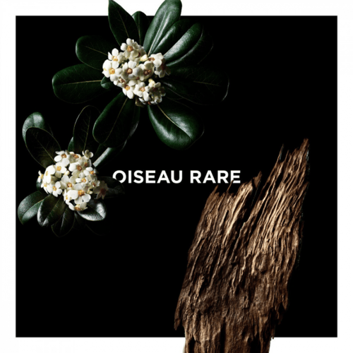 oiseau rare - ويزو رار