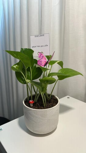 بوتس باصيص سراميك