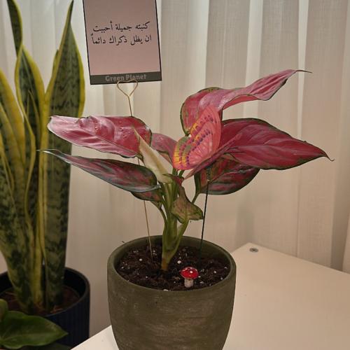 اجلونيما هولندي اصيص لون اخضر