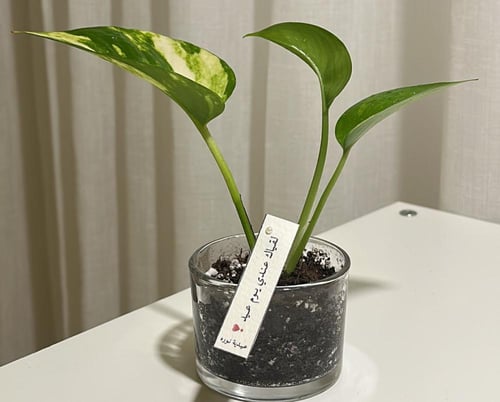 توزيعات بوتس