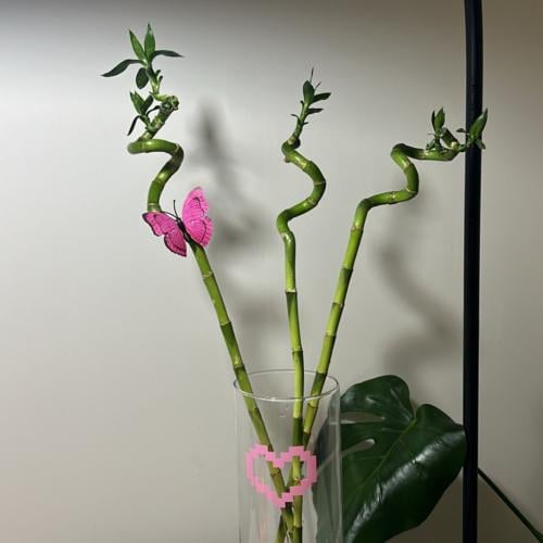 ساق بامبو حلزوني بطباعة قلب