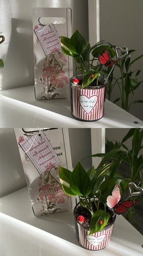 بكج العيد ( نبته حجم وسط)