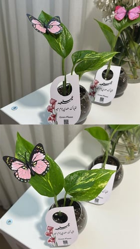 بوتس توزيعات