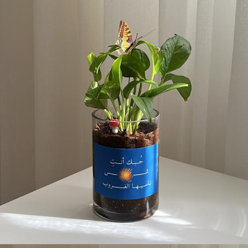 بوتس الشمس ☀️