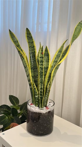 جلد النمر حجم كبير