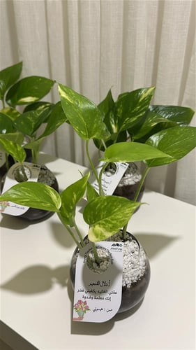 بوتس توزيعات