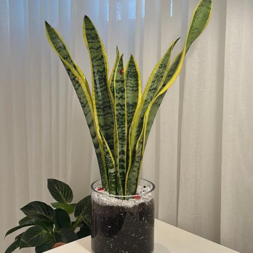 جلد النمر حجم كبير