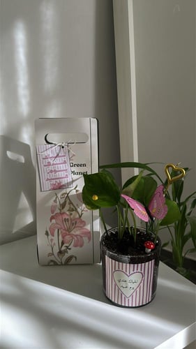 بكج العيد ( نبته حجم وسط)