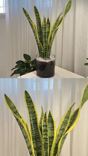 جلد النمر حجم كبير