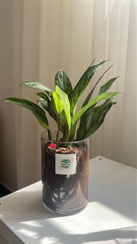 اجلونيما خضرا