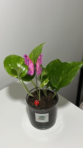 بوتس حجم صغير