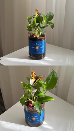 بوتس الشمس ☀️