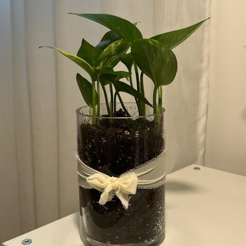 بوتس باضافة شريطة