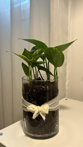 بوتس باضافة شريطة