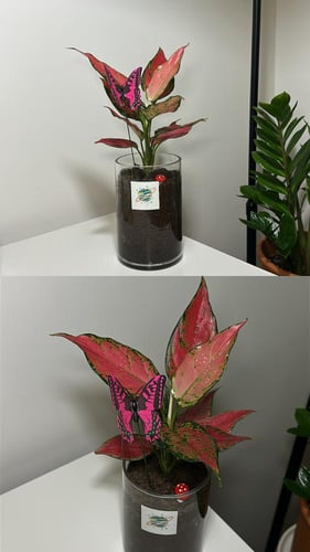 اجلونيما لون وردي