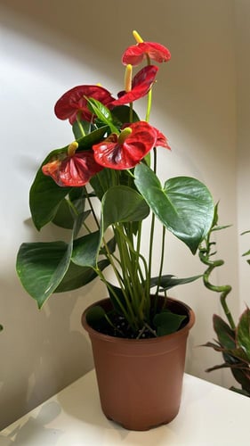 انتوريوم هولندي