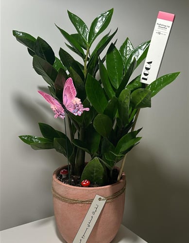 زاميا ( نبته العيد المميزة )