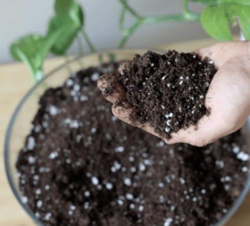 تربة للنباتات الداخلية