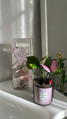 بكج العيد ( نبته حجم وسط)