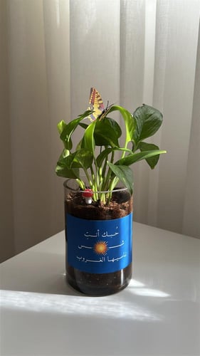 بوتس الشمس ☀️