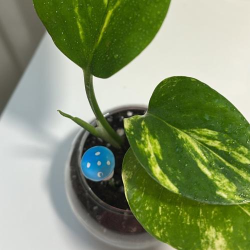 فطر لون ازرق